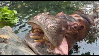 Tucker and the Whole Bloat Get Treats for his 20th Birthday - Cincinnati Zoo