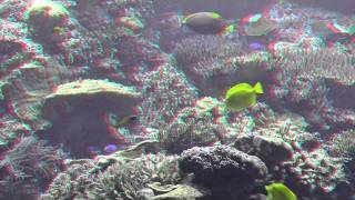 Amazing Underwater World - Relaxing 3D Video in HD - Requires Red and Blue Glasses