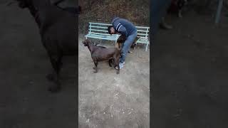 Jauría de perros !!!!  Cada quien sabe su lugar y su jerarquía en la manada !!!!!