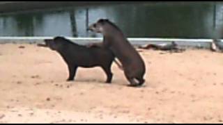 tapir superdotado