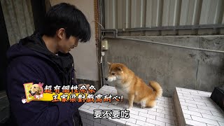 《????黑喵知情花絮????》柴犬奈奈個性超堅持！家梁討歡心花招百出！