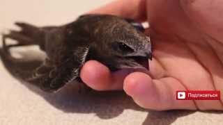 Чёрный стриж.Ласточка птица.Воронок. Городская ласточка. Hirundo rustica
