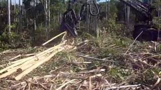 Filme renato como harvest ponsse