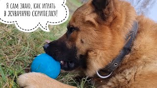 Псу Кубику подарили шарик! Реакция собаки на новую игрушку: дали впервые мячик