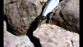 Balık (yılan,canlı tuttuğu balığı yiyiyor)