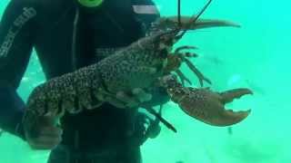 Подводные съемки лангуста. Корфу.