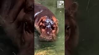 Hippo Calf with Mom Bibi Bonding in the Pool - Cincinnati Zoo #shorts