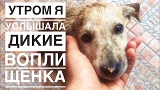 Брошенный щенок всю ночь провёл под грозой, рано утром я его обнаружила, а он?...