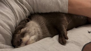 カワウソさくら 移動から睡眠までなんでもくっついてくるカワウソ Otter that move and sleep together