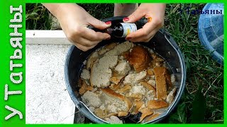 Подкормка из хлеба и йода для растений! Хлебная подкормка с йодом для огурцов, томатов и растений.