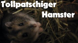 Tollpatschiger Hamster (Super niedlich!)