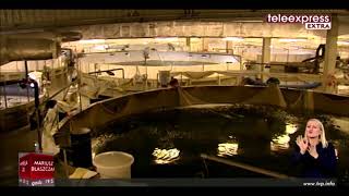 Łosoś Jurajski JurassicSalmon Teleexpressextra2409