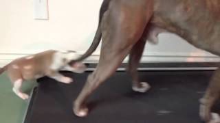 Cachorro de pitbull Vs Cinta de Correr