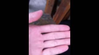 难得一见的交配 Insects mating
