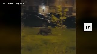 На камеру мобильного телефона попал дикий кабан, гуляющий по Казани