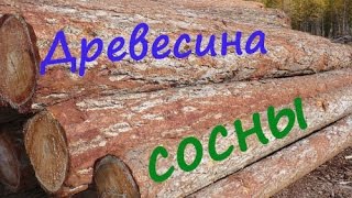Древесина сосны