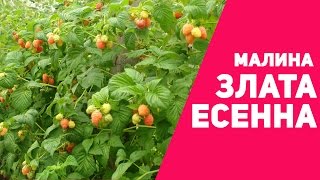 Малина: Злата Есенна