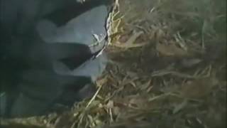 Yetter 5000 подрібнювач стебел кукурудзи