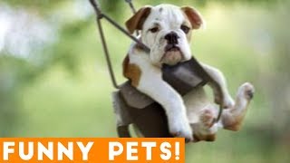 Funniest Pets & Animals of the Week Compilation July 2018 | Hilarious Try Not to Laugh Animals Fail