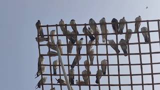 শখের তোলা আশি টাকা ।।
