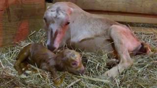 Goat gives birth - Genevieve one Buckling