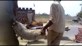 The great amir nagar BY   FAZIL KHAN