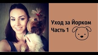 Йоркширский Терьер. Часть 1: Содержание, Особенности Породы. Здоровье Йорка