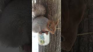 Ещё одна гладибильная белка / A squirrel that allows itself to be petted