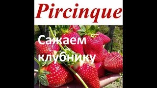 Посадка клубники фриго. Сорт Перчинк (Перчинкью, Пирчинквэ)