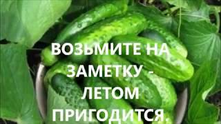 ИНТЕРЕСНЫЙ СПОСОБ ПОСАДКИ ОГУРЦОВ