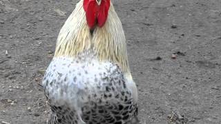 Canon SX130 IS video zoom