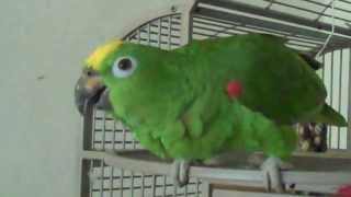 Amazon Parrot Sings Opera (Pavarotti)