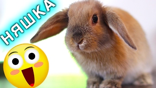 ПЕРВЫЙ ДЕНЬ КРОЛИКА В ДОМЕ - КРОЛИК ЭЛЬЗА - КАК ЖИВУТ КРОЛИКИ | Elli Di Pets