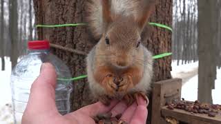 Белки и новые кормушки / Squirrels and new feeders
