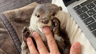甘噛みがしたすぎるカワウソの甘噛みを邪魔しまくった結果… I interrupted all the otter's sweet bites.