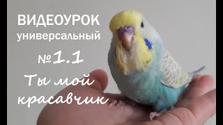 ? Учим попугая говорить. Урок 1: "Ты мой красавчик"