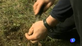 Reportaje para Telenorte sobre trufa negra