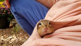 주머니 속 다람쥐 엘사 Chipmunk Elsa In My Pocket