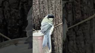 Птенец синицы купается в поилке / Titmouse chick bathes in a drinking bowl