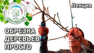 Обрезка деревьев. Интересная, понятная и грамотная лекция по обрезке.