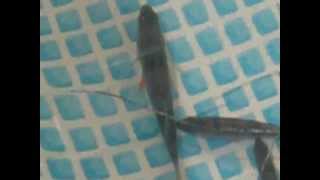 Силикон SkippyFiSH в закоряженных заросших водоемах.