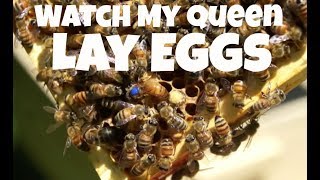 Watch My New Queen Lay Eggs! -- Bee Vlog#8, 2018