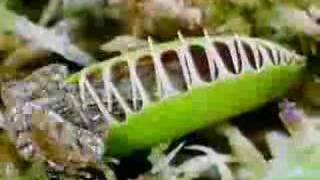 Venus Fly Trap