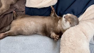 カワウソさくら 何がなんでもここで寝るという意思が強すぎるカワウソotter with a strong will to sleep in this place