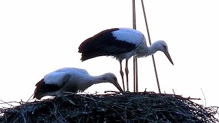 Аисты в Гнезде. Аист и Аистенок. Аисты Птицы. Аисты Видео. Футажи для видеомонтажа