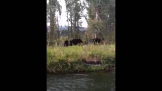 Two gay moose mating!