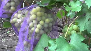 Сорт винограда Рафинад. Виноград 2014.
