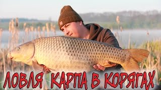Ловля карпа в корягах. Рекордный карп!!!