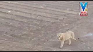 Amreli : Video Viral of Three lions in Farms | Vtv Gujarati