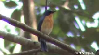 Ranganathittu Bird Sanctuary Karnataka